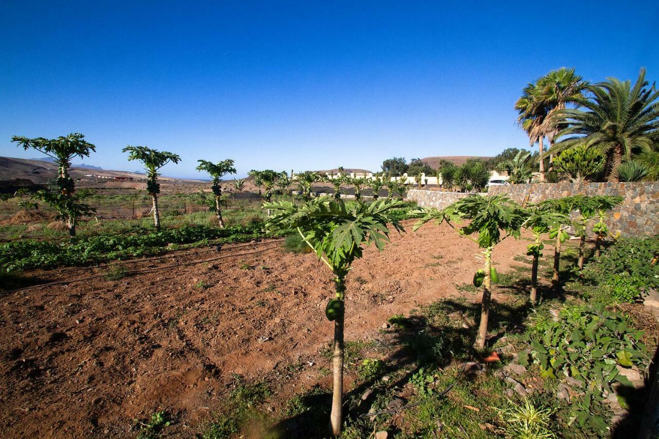 Finca Arbequina Pájara Exterior foto